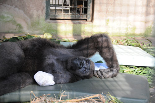 10-year old gorilla Shufai recovering from operation