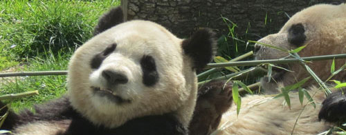 Spanish-born panda twins Po and DeDe